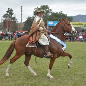 ilustrataiva-caballo-de-paso